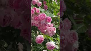 Роза Жасмина #Розы  #Роза #Дача #Сад #Огород #Цветы #Розарий #Красота