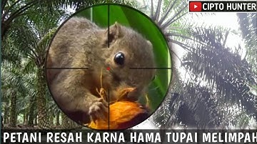 Keresahan petani karet dan petani kelapa sawit‼️pest control tupai‼️berburu tupai terbaru