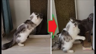 白モフ猫が突然ボス猫に抱きついたけどめっちゃ怒られる
