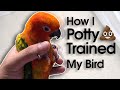 How I Potty Trained My Conure Parrot