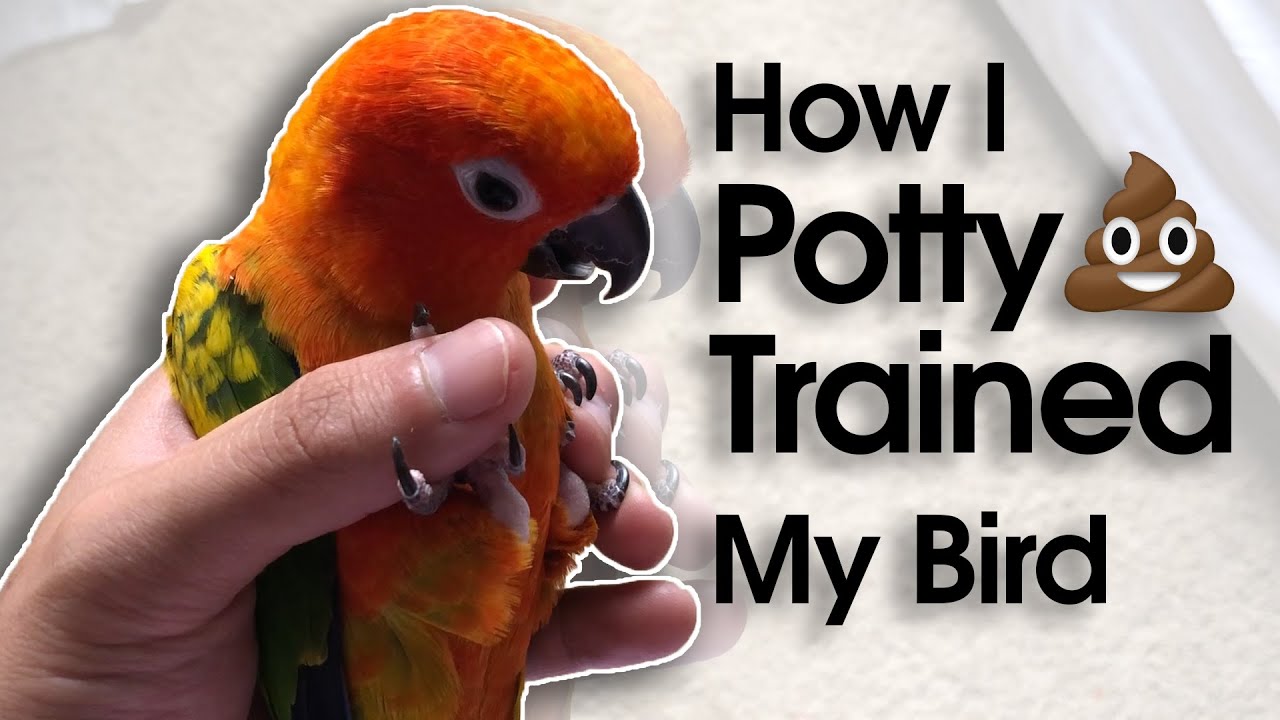 How I Potty Trained My Conure Parrot