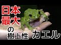 日本最大の樹上性カエルが大量にいる森に行ってきた！