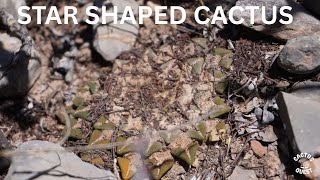 Searching for a bizarre flattened star shaped cactus in Querétaro Mexico \/ special guests