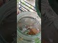 molly fish babies