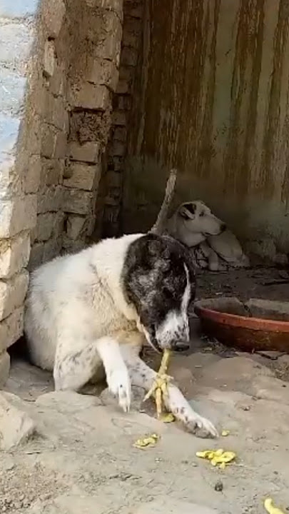 Yeda#Finger chicken eating my dog #ytshorts #YouTube #Shorts