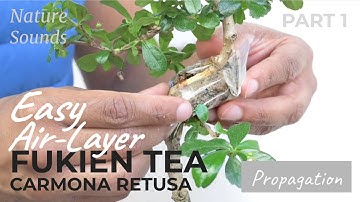 Easy Air-Layer Fukien Tea, Part 1, May2022
