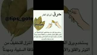 معلومات مهمه عن ورق الغار