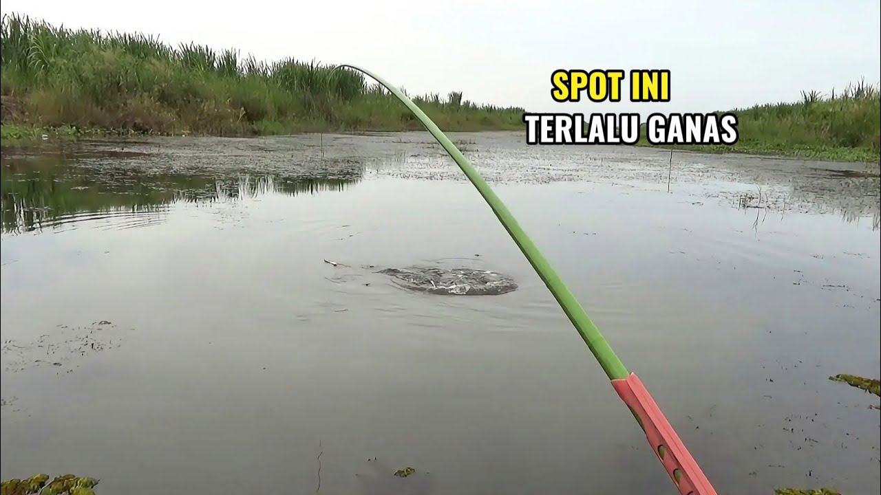 Spot liar ini terlalu ganas..!! Umpan lumut ku jadi rebutan mancing di sini gacor banget
