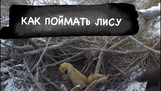 КАК ПОЙМАТЬ ЛИСУ / Лис в этом году много