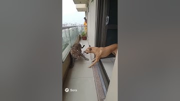 Leopard Intrusion! Apartment Doorbell Cam Captures Dog’s Bold Defense