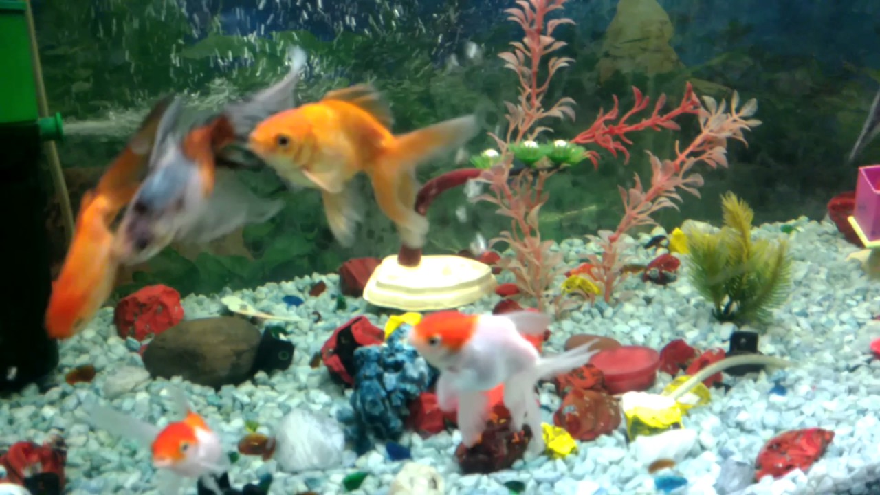 Healthy fish aquarium YouTube