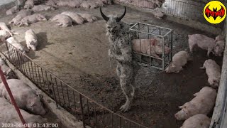 A Creature More Terrifying Than A Werewolf Was Captured On A Farm In Brazil