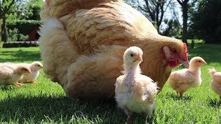 Chicks & Broody Hens: Growth Week 1-3