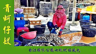 青蚵仔嫂（台江國家公園七股蚵田風光）