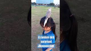 Jikooooochan ? had a nice surprise at the park when a random bird ?️ sit on her head