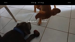 beagle-labrador mix (beagador) and american bully