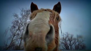 видео: ВНИИ Коневодства экспериментальное поголовье. Рыжие, гнедые, вороные. картинка: ВНИИ Коневодства экспериментальное поголовье. Рыжие, гнедые, вороные.