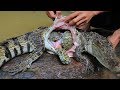 Unbelievable three turtle in crocodile stomach then cooking crocodile recipe in forest