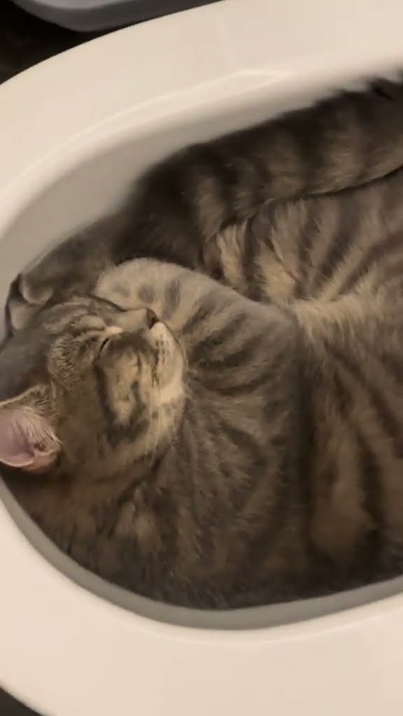 Très drôle le vidéo de chat