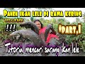 SANGAT MUDAH DI TEMUKAN CARI IKAN LELE DI TEMPAT RAWA KERING