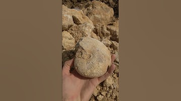 Texas Nautilus fossil hunting