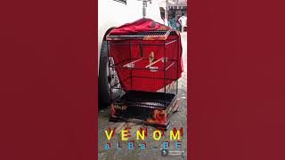 kenari lengkung indah, SF (Scotch Fancy) import si 