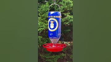 Ruby throated hummingbird in Maryland