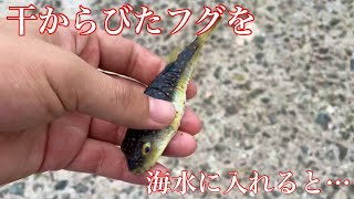 釣り人に放置されたフグを海水に戻すと Youtube