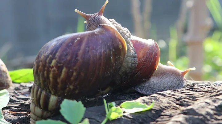 Largest snail in the world