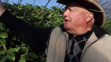 Identifying and Treating Citrus Leafminer.