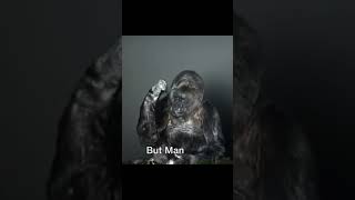 Last Words of Koko | Message from Last Talking Gorilla