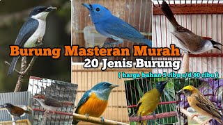 Burung masteran murah. 20 jenis burung masteran murah. Harga bahannya cuma 5 ribu hingga 80 ribu.