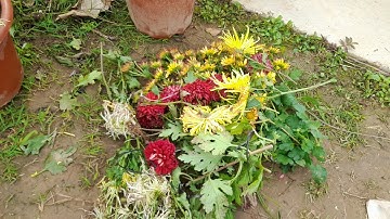 Góc lảm nhảm: trảm cúc chơi tết để lấy mầm cho vụ sau.