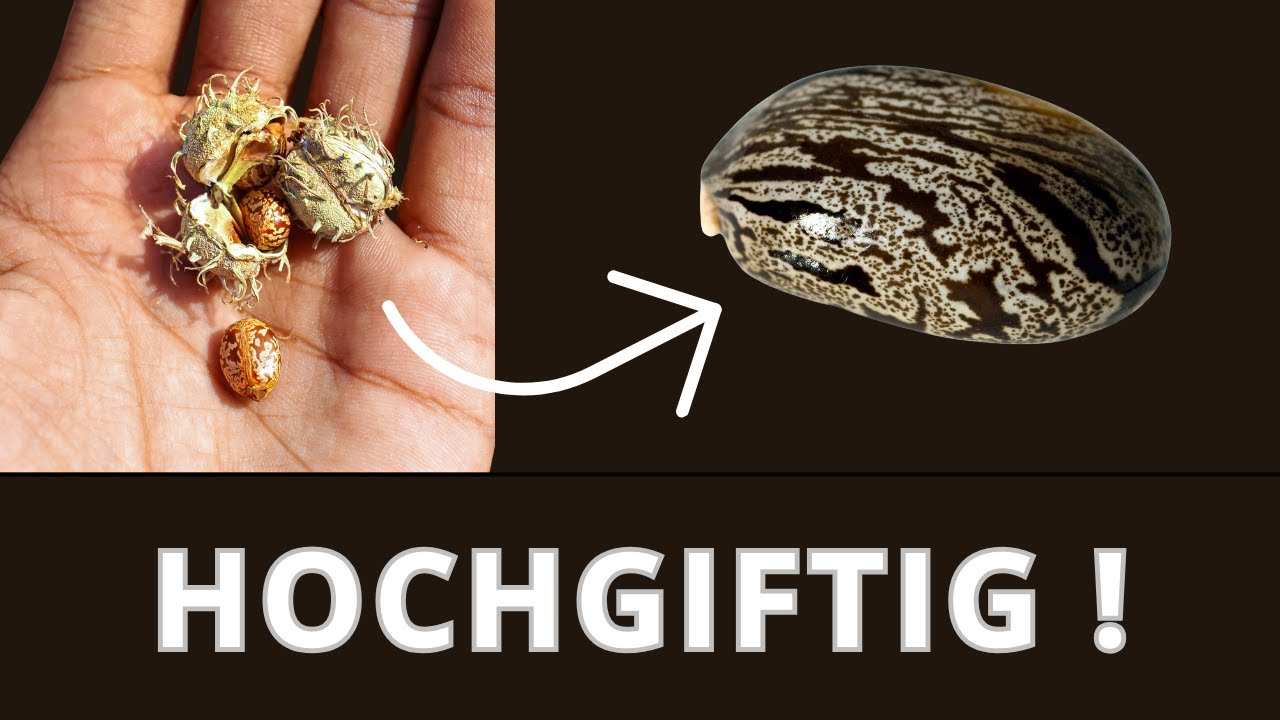 einheimische giftpflanze 8 buchstaben kreuzworträtsel