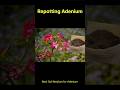 Soil Mix for Adenium Plant #plants #gardening #garden #plantlovers