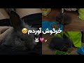 بالاخره خرگوش آوردم تجربه خرید خرگوش وسایل مورد نیازش