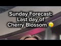 Last Day of Cherry Blossom Forecast