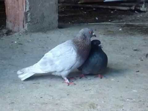 Palomas en apareamiento