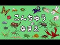 【昆虫の名前】知育フラッシュカード　たっぷり20種以上！〈カブトムシ クワガタ ザリガニ カマキリ 蛍 トンボ 〉【ひらがな 幼児向け 子ども向け】 日本語 Hiragana bug Japanese