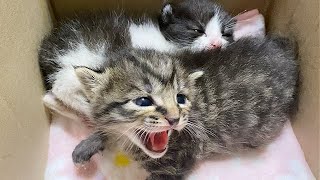 シャーシャーしている途中で寝ちゃう赤ちゃん猫