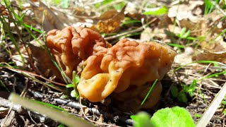 Первые весенние грибы 2021 года. Открытие грибного сезона!