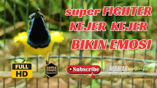 Download Lagu MASTERAN SOGON GACOR PENJEBOL EMOSI SOGON MACET BUNYI TUNGGU 1 MENIT PASTI SOGON RESPON ! #PART 249 MP3 Download Lagu MASTERAN SOGON GACOR PENJEBOL EMOSI SOGON MACET BUNYI TUNGGU 1 MENIT PASTI SOGON RESPON ! #PART 249 MP3