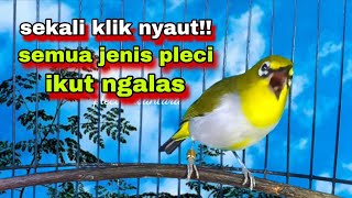 Suara Burung Pleci Bustomi Gacor Ngalas Nembak Ngotot #31: Terbaik Untuk Pancingan Pleci Ngalas
