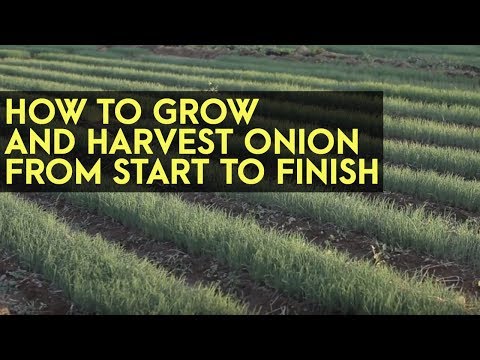 Video: How to grow onion seeds: cultivation technology, collection and storage