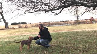 Basic Dog Tricks (Sit) with Bloodhound Mali!