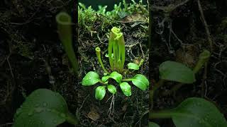 Nature's Deadliest Beauty: Root to Trap 🌿👹