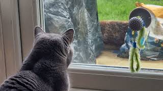 Will my British Shorthar CAT catch the Squirrel? One Day... by Mochi The Boy 125 views 2 months ago 2 minutes, 18 seconds