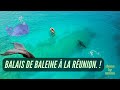 Baleine  lle de la runion 