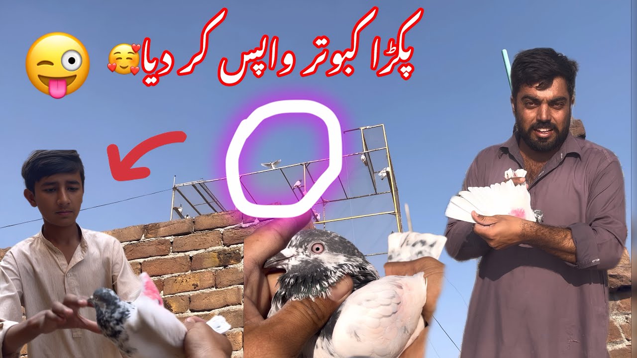 Aj phir 1 Kabootar pakar lie🥳dosra Kabootar bhag ghia shikar miss ho ghia😂😂