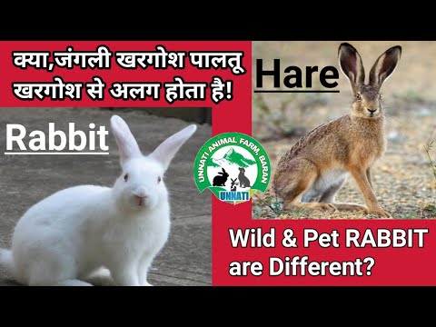 वीडियो: जंगली खरगोश का पूर्ण विकास कब होता है?
